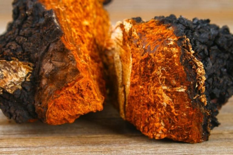 HOW CHAGA MAY HELP REDUCE CANCER RISK