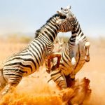 zebra-fight-Etosha